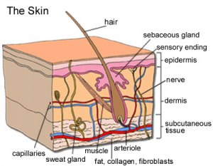 skin