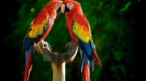 colored birds kissing colour