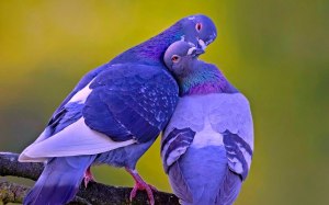 dove kissing blue birds in love