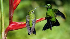 hummingbirds kissing on the fly