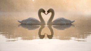 kissing swan in lake water bird