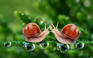 snails kissing wet sweet