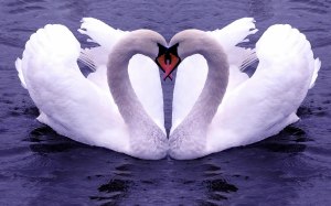 swans makes heart with neck