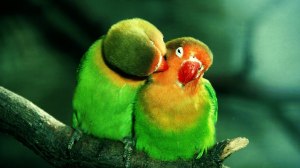 two birds itching kissing eyes