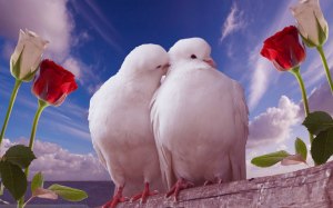 wallpaper white dove kiss other