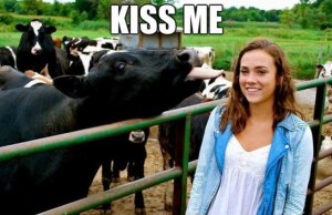 cow says kiss me to girl