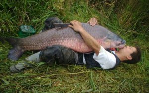 kissing giant fish funny fisher